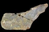 Theropod Scapula (Shoulder Bone) - Montana #103739-2